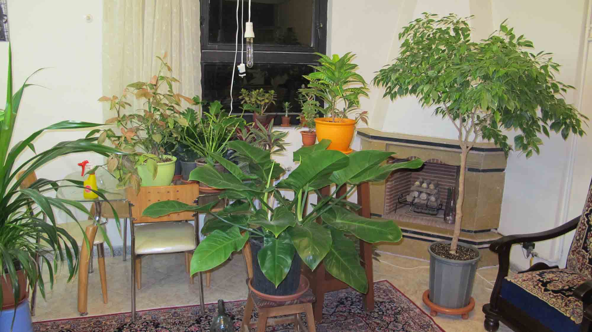 تصویر پرسش و پاسخ گیاه
